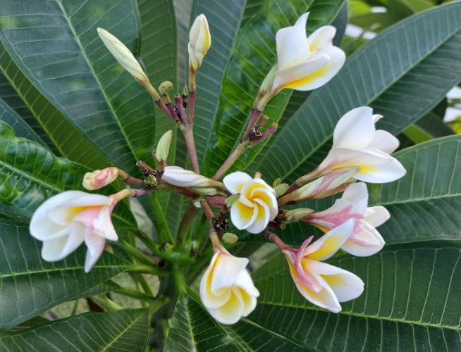 雞蛋花葉子變黃 雞蛋花葉子變黃