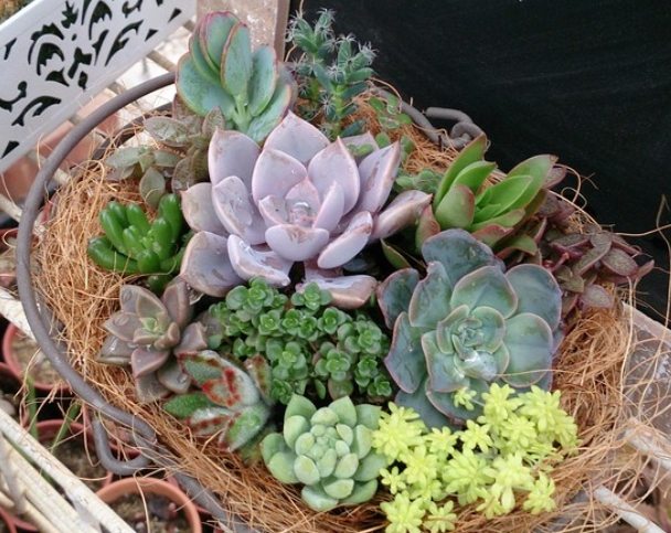 多肉盆栽設計 多肉盆栽設計