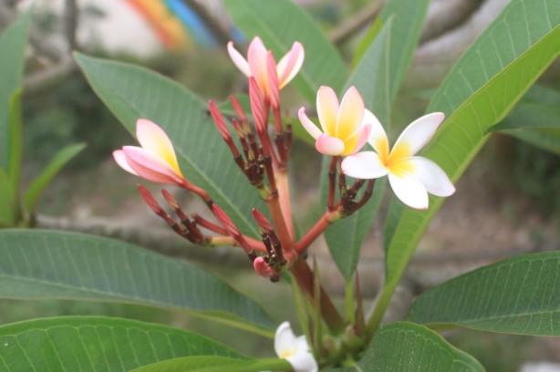 雞蛋花施肥方法 雞蛋花施肥方法