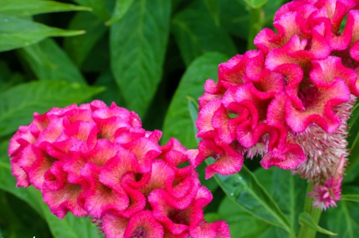 雞蛋花香水品牌