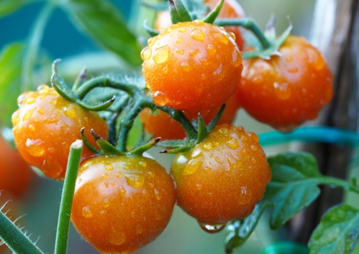 番茄樹種植技巧