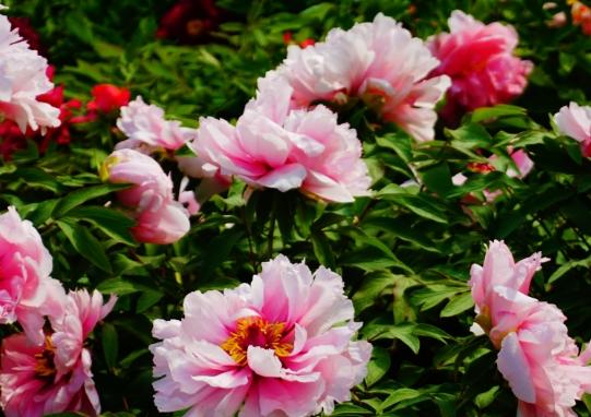 松葉牡丹種植技巧 松葉牡丹種植技巧