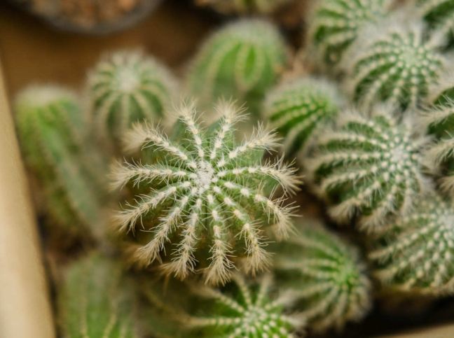 仙人掌施肥方法