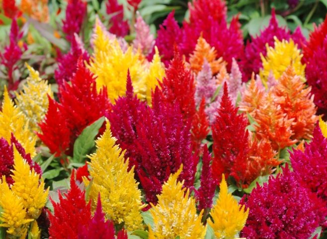 雞蛋花香調特色