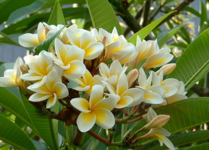 雞蛋花樹幹軟化處理 雞蛋花樹幹軟化處理