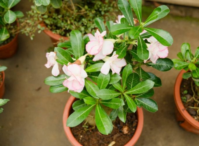 沙漠玫瑰冬季養護 沙漠玫瑰冬季養護