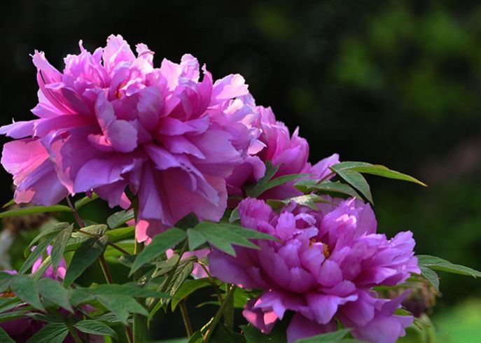 松葉牡丹栽培 松葉牡丹栽培