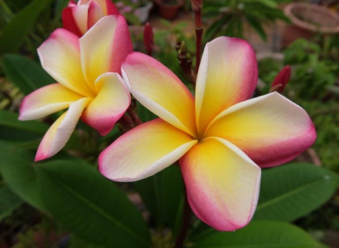 雞蛋花葉子變黃 雞蛋花葉子變黃