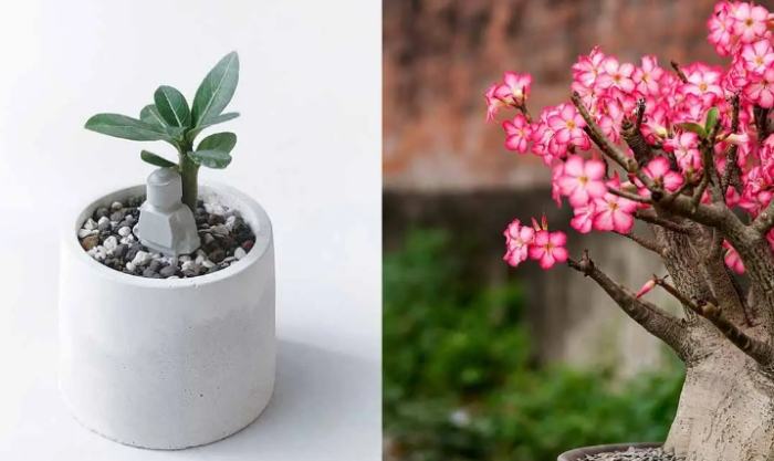 沙漠玫瑰全顆粒優點 沙漠玫瑰全顆粒優點