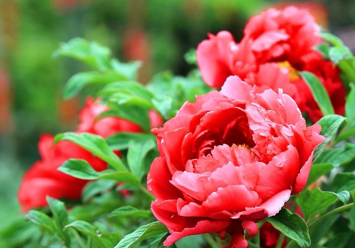 牡丹根塊發芽時間