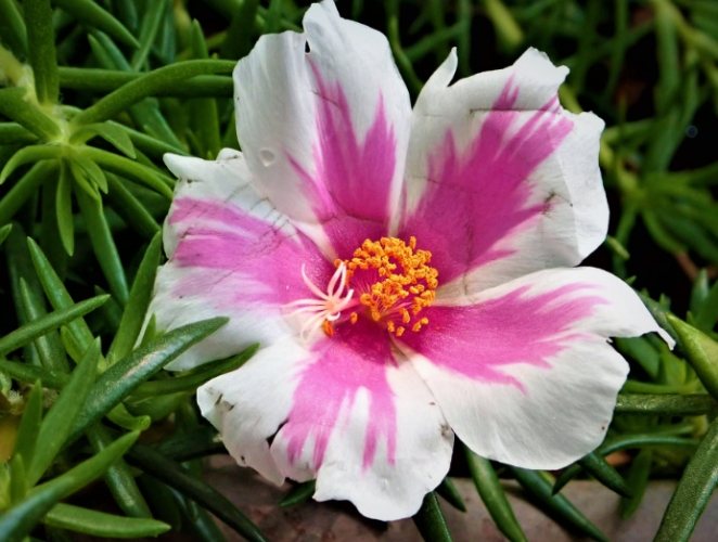 松葉牡丹種子購買