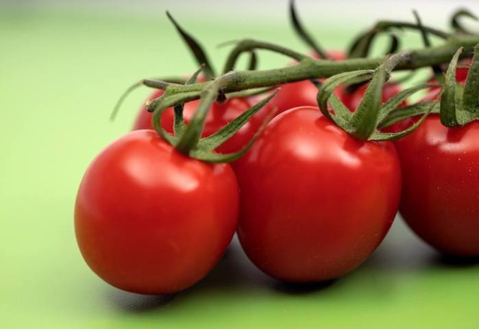 番茄苗生長停滯 番茄苗生長停滯