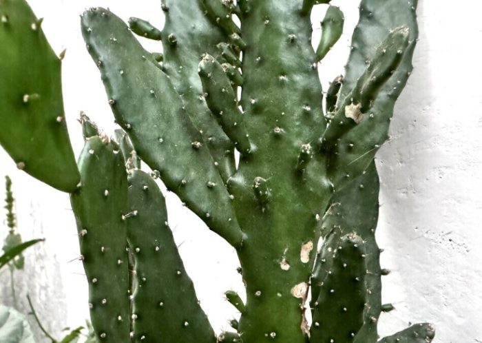 仙人掌養護技巧