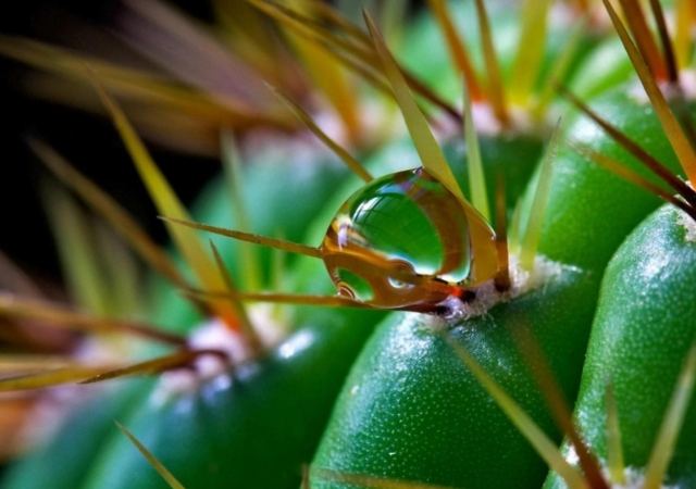 仙人掌爛根症狀 仙人掌爛根症狀