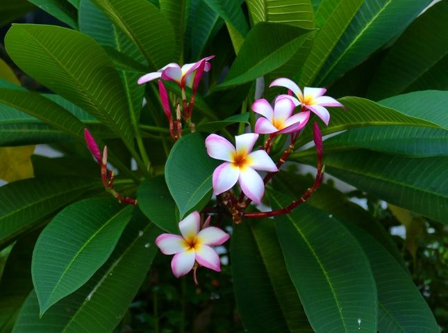 矮種雞蛋花盆栽 矮種雞蛋花盆栽