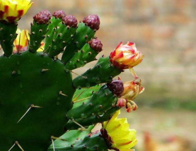 仙人掌養護技巧