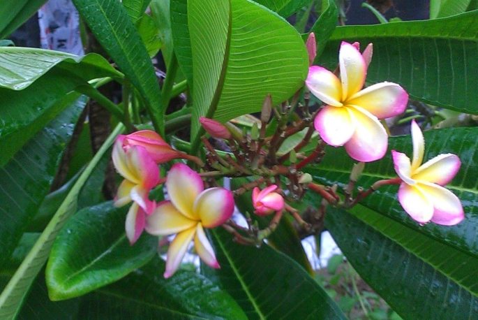 雞蛋花葉子捲曲治療