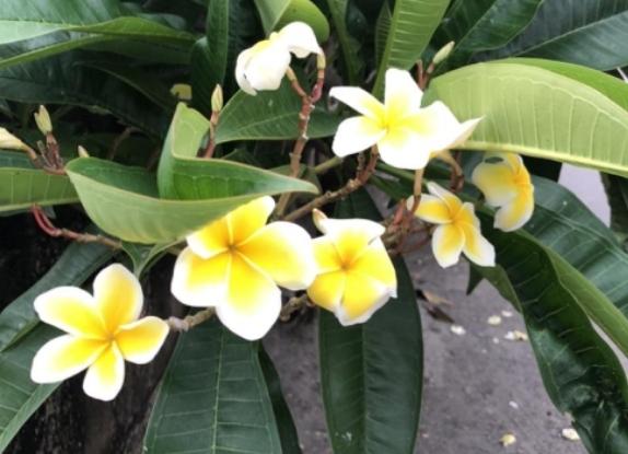 雞蛋花葉子有黃粉