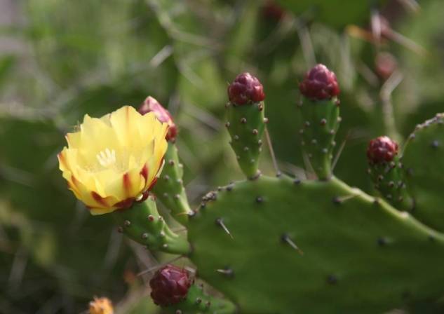 仙人掌養護 仙人掌養護