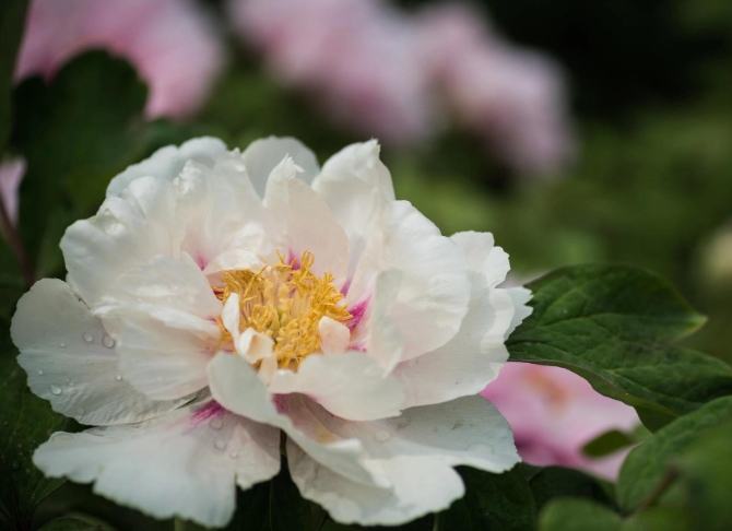 牡丹花根塊種植技巧