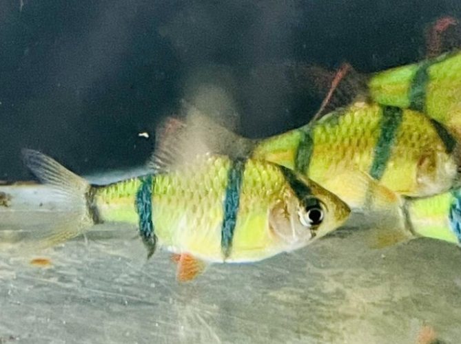 綠色觀賞魚養殖方法