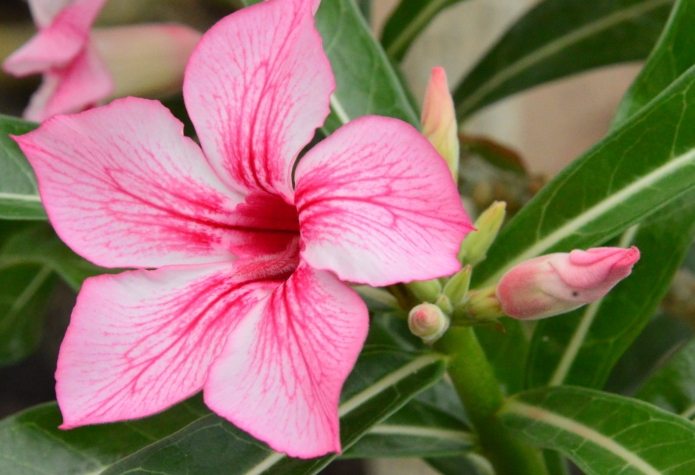 沙漠玫瑰養護 沙漠玫瑰養護