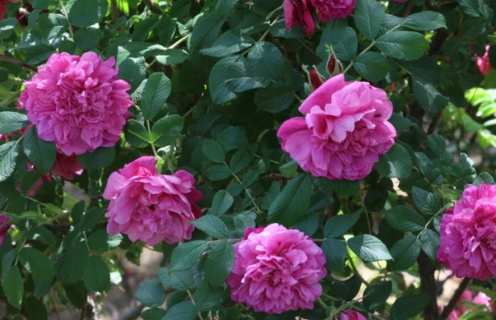 玫瑰葉子下垂處理 玫瑰葉子下垂處理