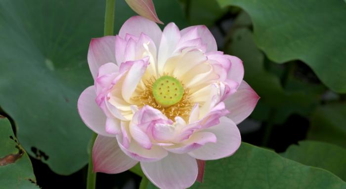 金蓮荷花養護 金蓮荷花養護