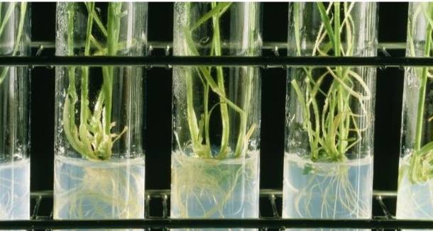 生根水自製 生根水自製