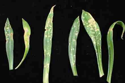 葉尖褐化治療 葉尖褐化治療