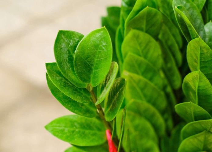 金錢樹盆栽技巧