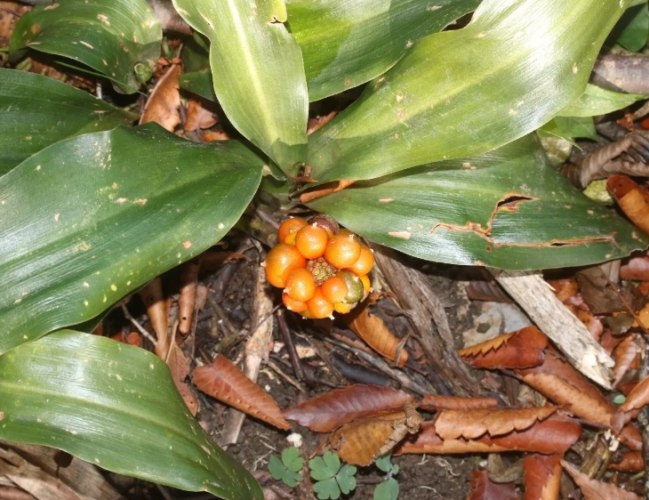 室内植物种植 室内植物种植