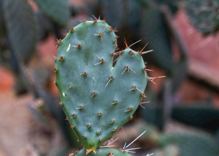 仙人掌黃軟原因