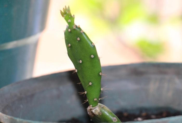 仙人掌急救方法 仙人掌急救方法