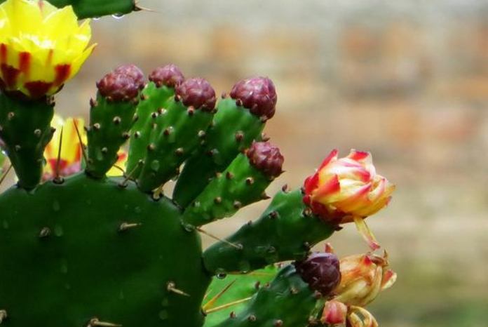 仙人掌栽培條件