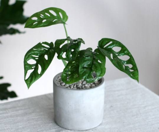 龜背芋照顧方法 龜背芋照顧方法