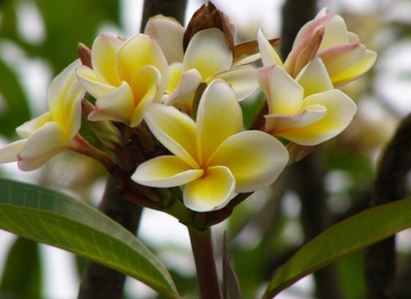 雞蛋花中毒症狀