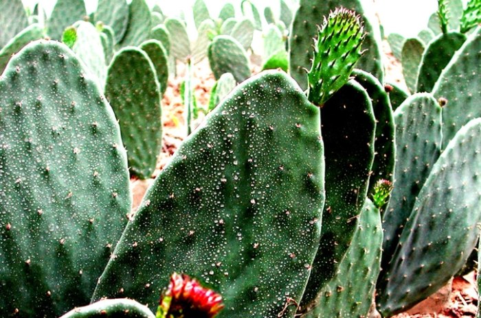 客廳放仙人掌 好嗎 客廳放仙人掌 好嗎