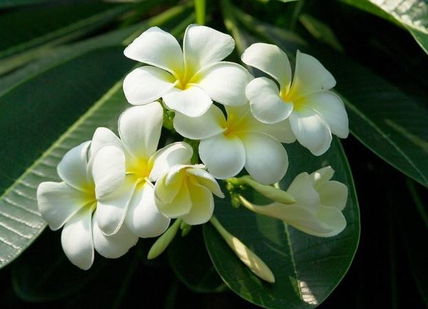 雞蛋花葉子枯黃原因 雞蛋花葉子枯黃原因