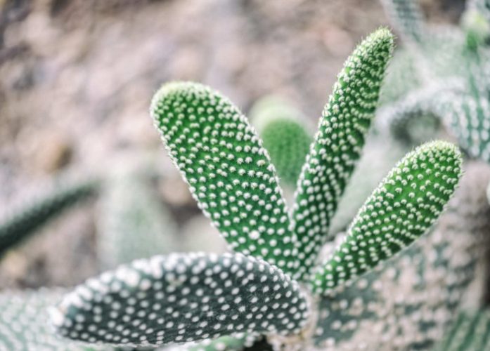 無刺仙人掌優點