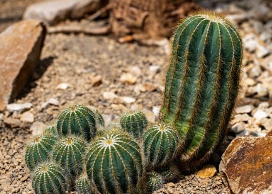 仙人掌分株 仙人掌分株