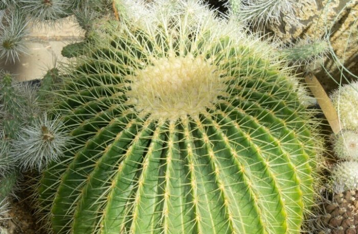 仙人掌繁殖方法 仙人掌繁殖方法