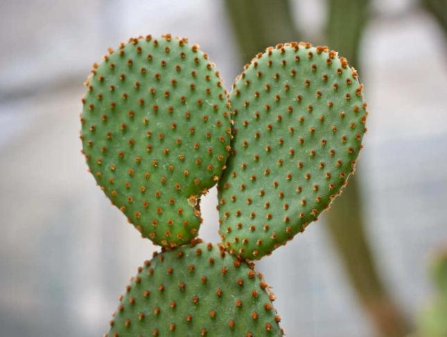 仙人掌枯萎原因 仙人掌枯萎原因