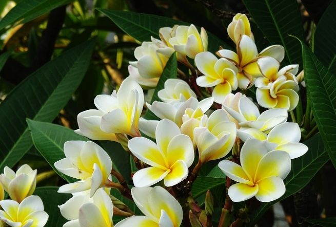 雞蛋花扦插技巧