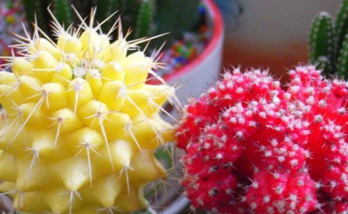 仙人掌繁殖技巧