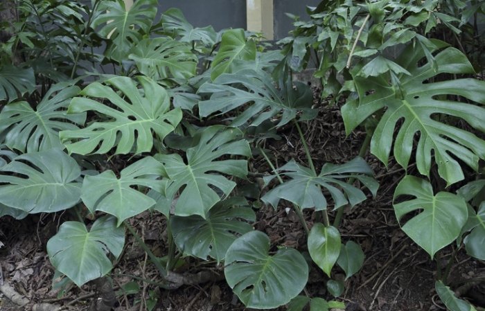 龜背竹照顧方法