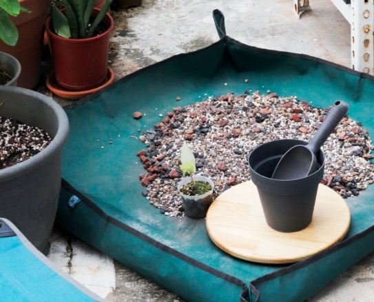 換盆剪根技巧 換盆剪根技巧