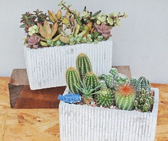 多肉植物土壤配方 多肉植物土壤配方