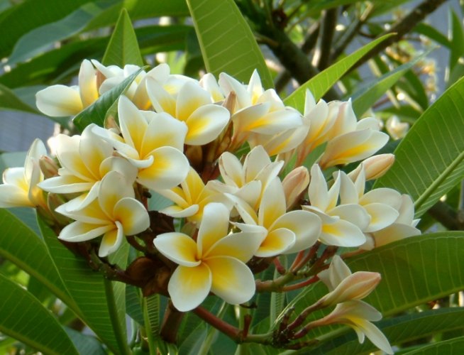 雞蛋花養護方法 雞蛋花養護方法