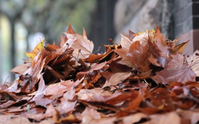 葉子枯黃原因 葉子枯黃原因